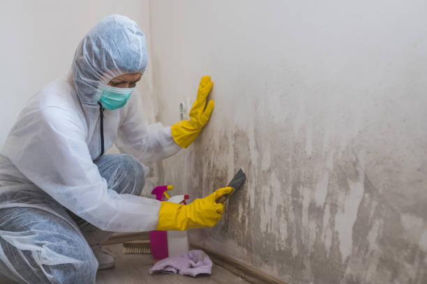 Best Toxic Mold Removal  in Oak Hills, PA