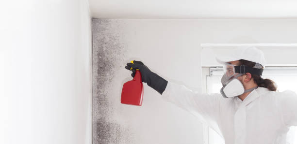 Attic Mold Removal in Oak Hills, PA