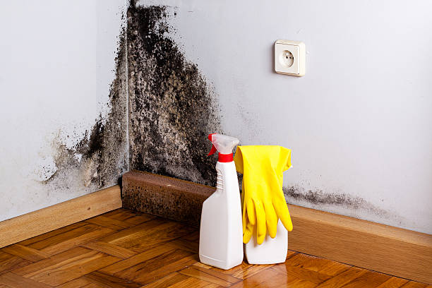 Best Attic Mold Removal  in Oak Hills, PA