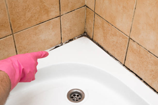Best Mold Damage Repair  in Oak Hills, PA